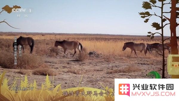 555tv下载