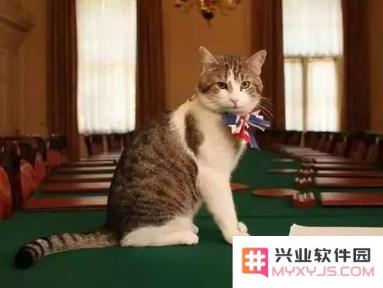 原神内尔森猫喜欢什么 原神内尔森猫喜好分析