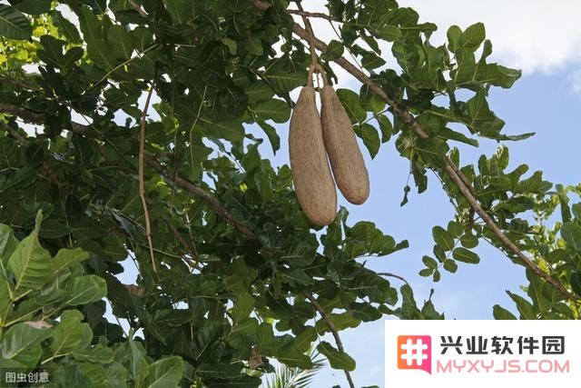 原神树上掉落的松果