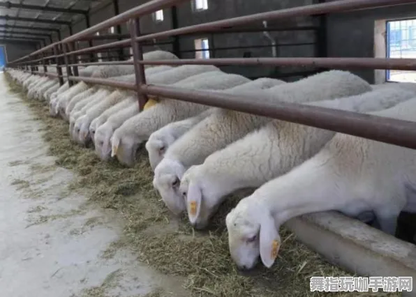 →新鲜出炉｜羊了个羊无广告硬核攻略大全 2025年04月最新技巧分享