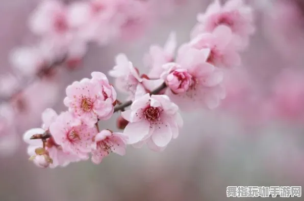 ｜独家揭秘｜羊了个羊最新隐藏关卡攻略解析 突发重大版本更新资讯