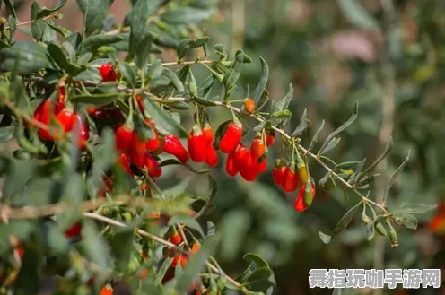 紧急｜新手指南 最新进阶攻略：1 联动活动｜v0425｜塞尔达传说：王国之泪宇宙探险技巧分享