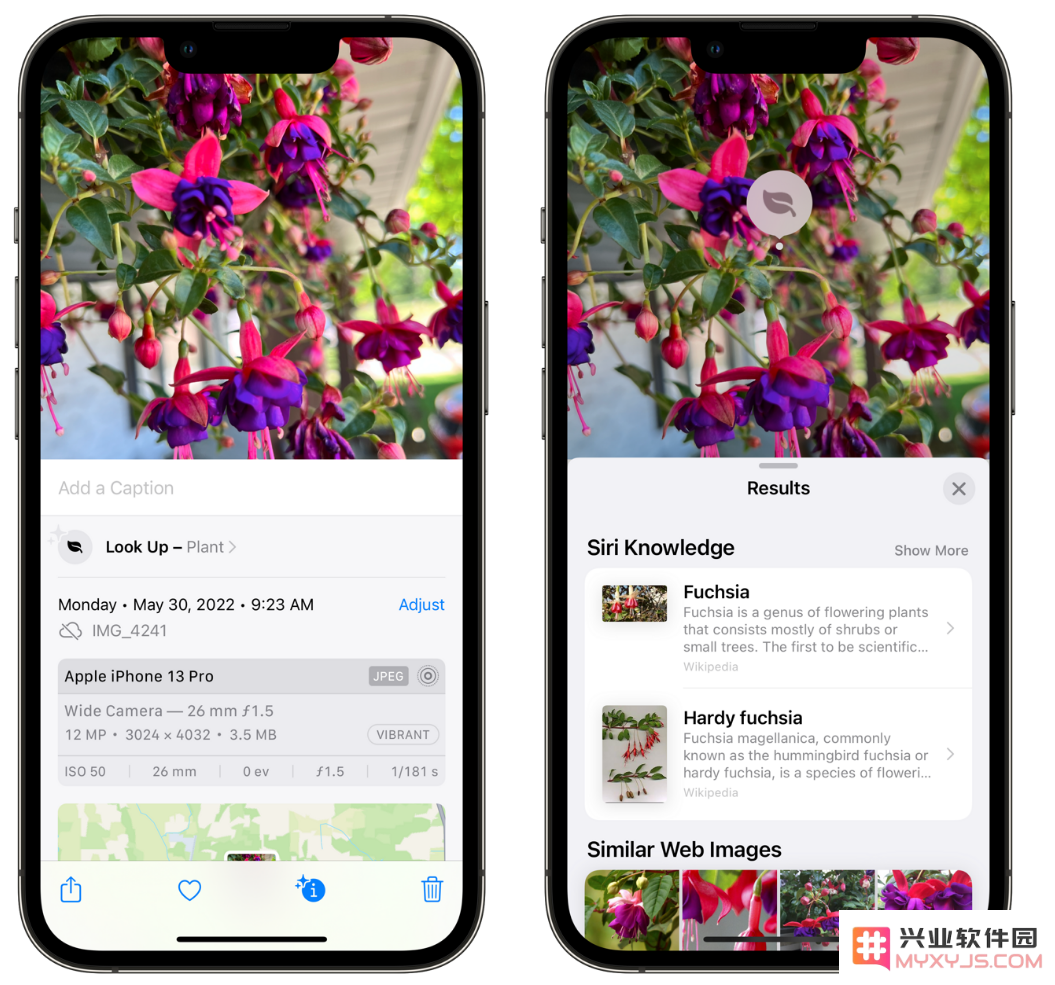 轻松掌握：如何利用 iPhone 相机高效识别各种花卉植物的方法与技巧