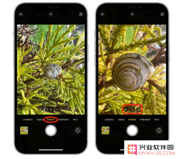 掌握 iPhone 13 Pro/Max 的微距摄影技巧，轻松拍摄细节之美