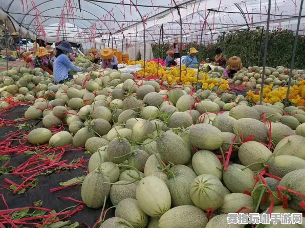 ｜独家｜套路 突发｜联动活动｜羊了个羊无广告版攻略