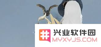 星球重启青鸾羽时装特效有哪些独特表现与魅力特点