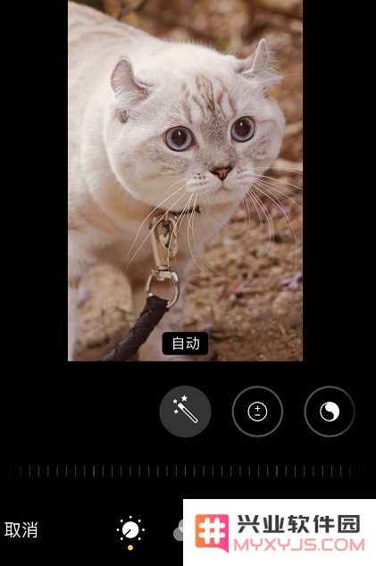 iPhone 11 照片编辑技巧：利用“复制”功能轻松保留原始图片，提升编辑效果