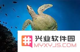 水母在海洋生态中有哪些主要的捕食者和天敌？