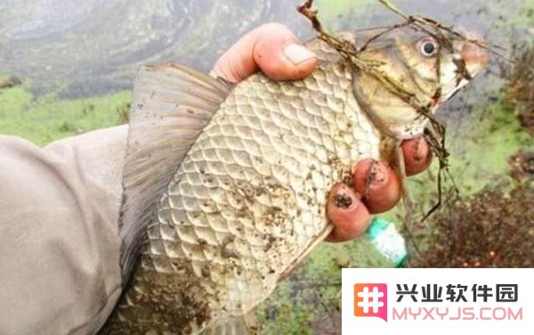 原神鱼不钓完就不会刷新吗