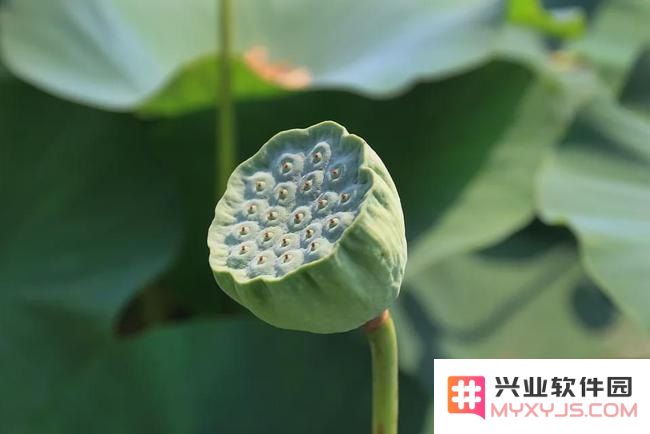 原神每日委托莲蓬在哪