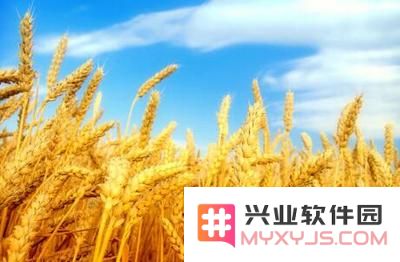 原神哪里可以弄到小麦