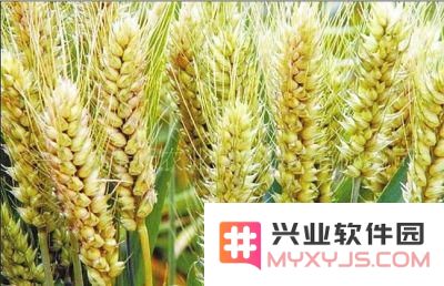 原神哪里可以弄到小麦